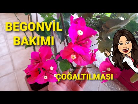 BEGONVİL ÇİÇEĞİ BAKIMI⚘🪴#begonvilbakımı