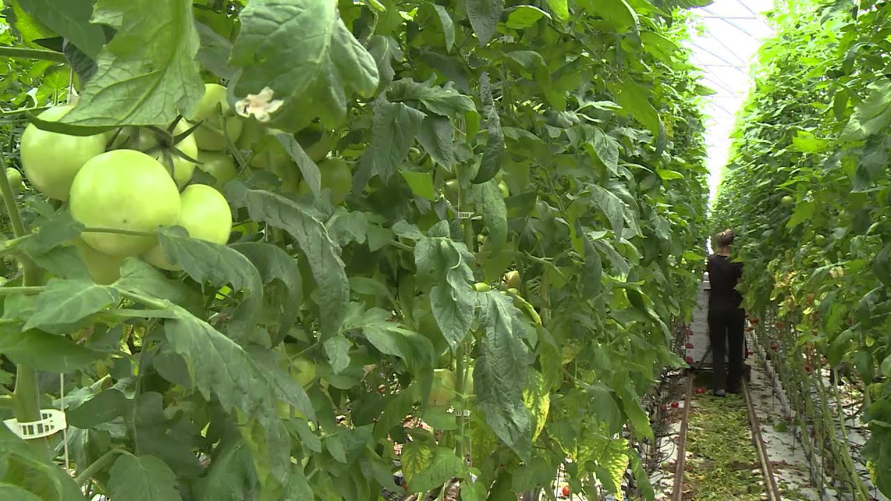 ZDRAV BIZNIS: Moderni plastenik - paradajz iz vulkanske lave