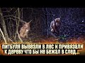 Питбуль стал не нужен,  его вывезли в лес оставили умирать ‼️‼️‼️