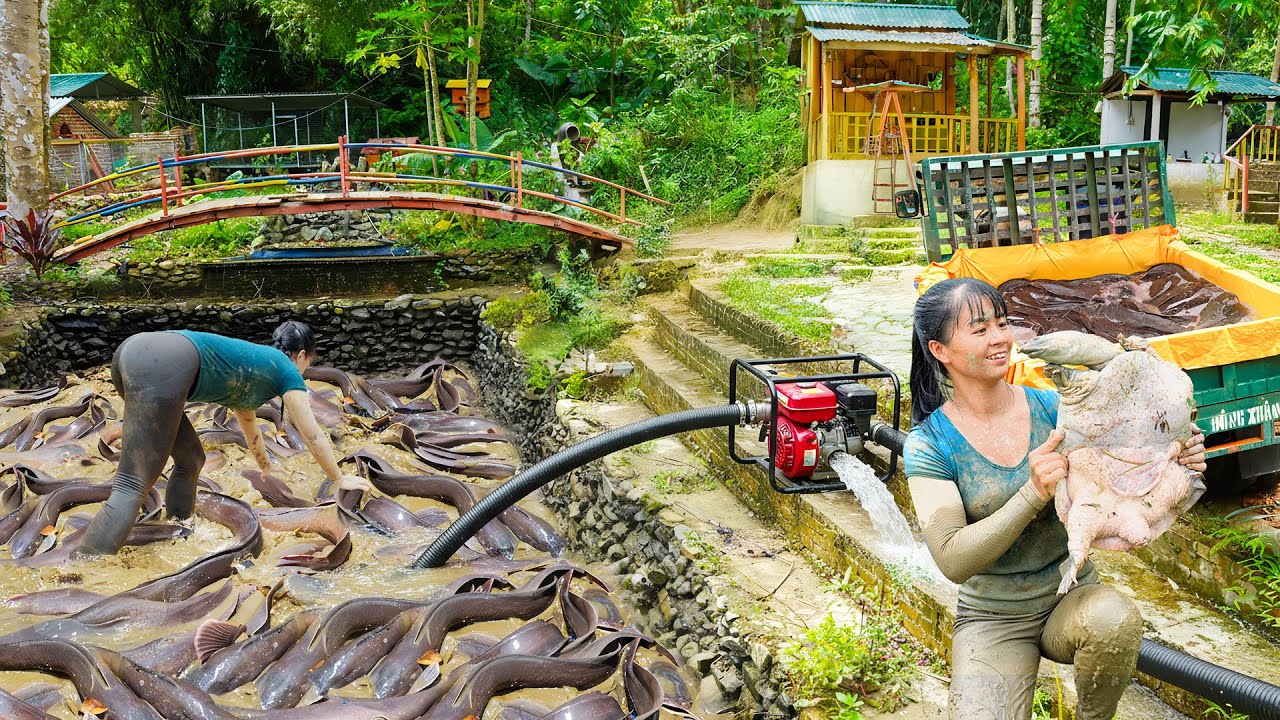 Drain the Pond Catching a Giant Turtle & Many Big Catfish Goes To Market Sell - Farm Life