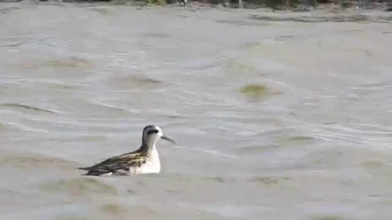 Red-necked Phalarope @ Pilning Wetland 18.8.14 