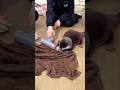 カワウソぼぶりんと勝負！ #shorts