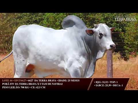 LOTE 44   EPCF 6627