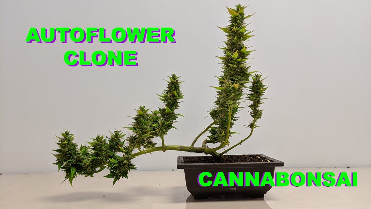 Autoflower Clone Cannabonsai