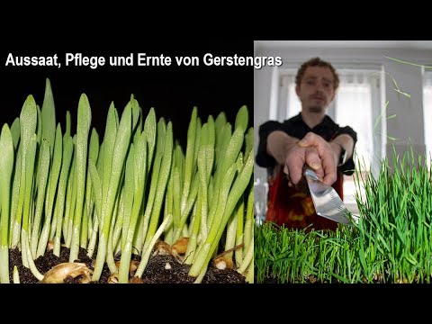 Video: Pflege Und Ernte Von Daikon