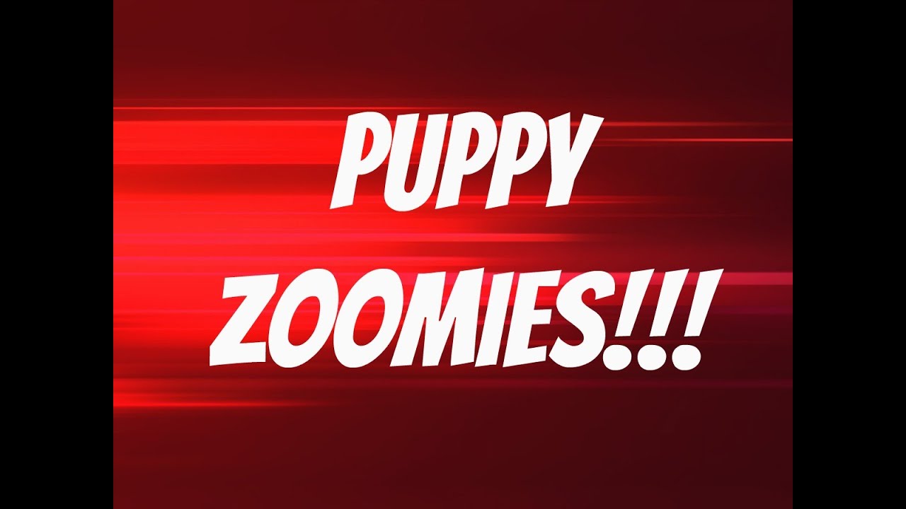 Puppy 'Let Down' or 'Night Zoomies' YouTube