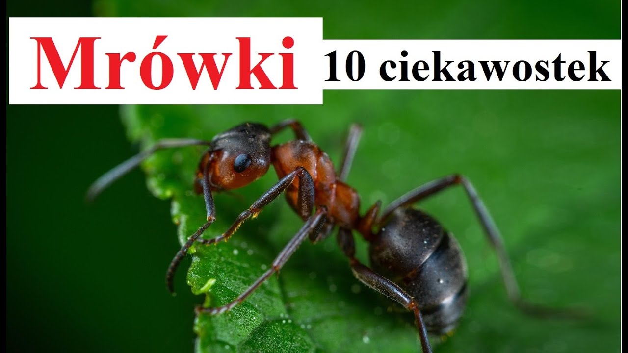 Mrówki - 10 ciekawostek