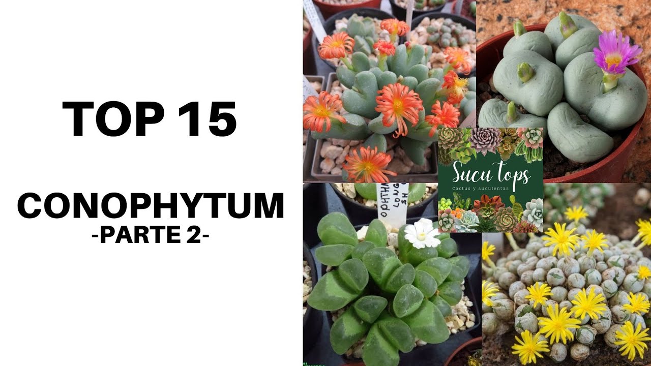 TOP 15 CONOPHYTUM PARTE 2