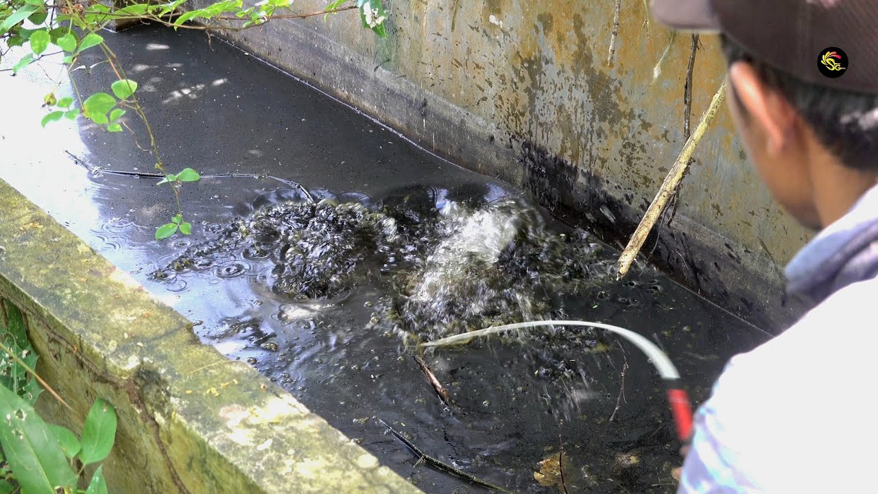 Sungguh keterlaluan ganasnya mancing ikan dispot ini #SG-435