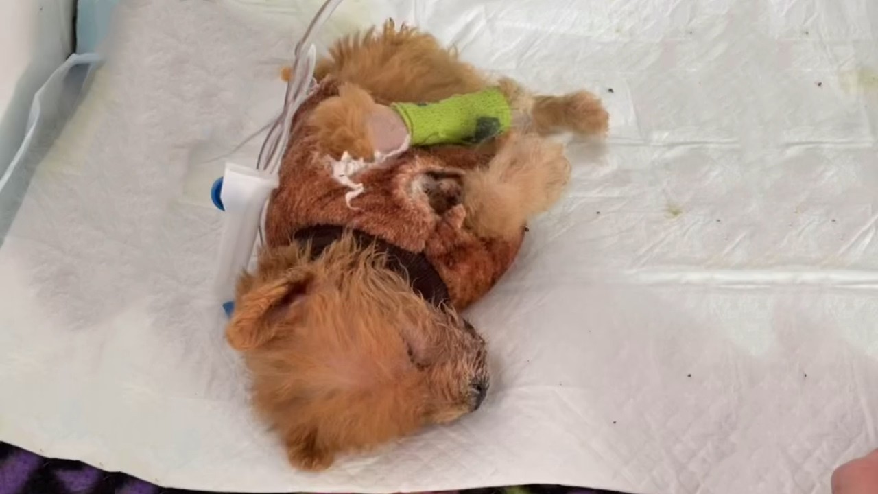 I Found Him Fading In Silence - He Cried, Then Smiled The Purest Smile When  Given Him First Toy...