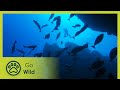 Exploring the Secrets of the Pacific Reef - Adventure Ocean Quest 5/5 | Go Wild