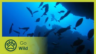 Exploring the Secrets of the Pacific Reef - Adventure Ocean Quest 5/5 | Go Wild