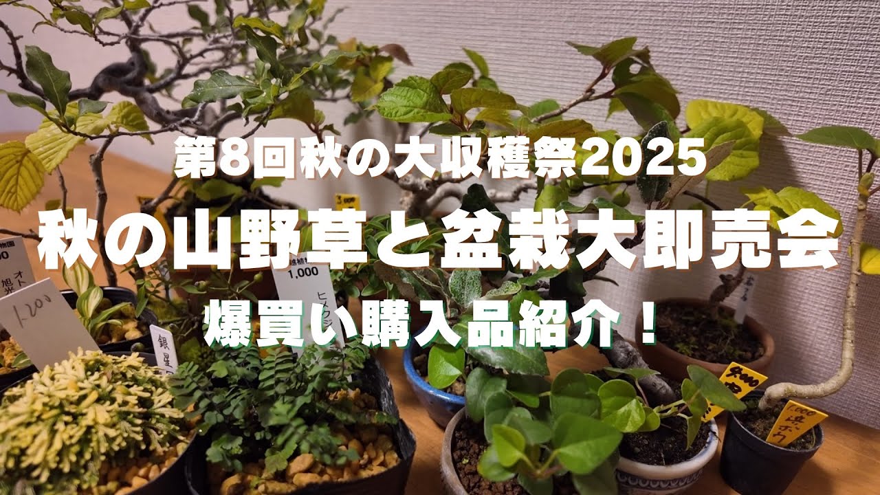 秋の大収穫祭2025in上野グリーンクラブ 爆買い購入品紹介！ - YouTube