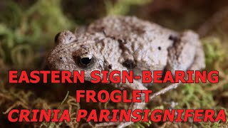 [4K] Eastern Sign-bearing Froglet - Crinia Parinsignifera - Central Victoria