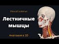 Лестничные мышцы. Передняя, средняя и задняя. Musculi Scalenus. Краткая анатомия.