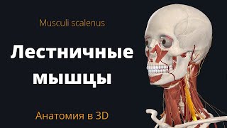 Лестничные мышцы. Передняя, средняя и задняя. Musculi Scalenus. Краткая анатомия.