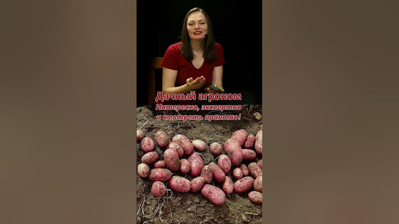 Дачный агроном картофель. Дачный агроном посадка картофеля. Дачный агроном картофель. Дачный агроном картофель. Дачный агроном картофель.