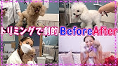 トイプードルにサマーカットっていいの トリマーさんにメリットとデメリットを聞いてきました Youtube トイプードルにサマーカットっていいの トリマーさんにメリットとデメリットを聞いてきました Youtube