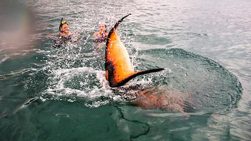 Real live mermaid swimming sighting footage captured