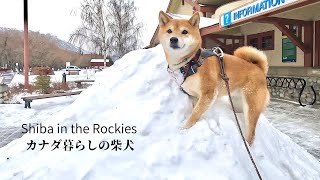 Shiba Inu celebrates its 6th birthday after ascending three snowpiles [4K] by Shiba in the Rockies / カナダ暮らしの柴犬 36,681 views 4 months ago 6 minutes, 40 seconds