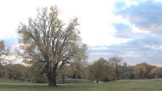 Missouri's largest tree