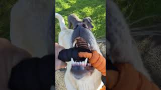 we rescued a Pyrenees Akbash...... crazy 🤪 huge