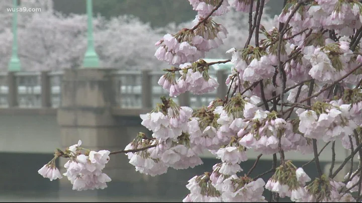 Cherry Blossom peak bloom expected March 22-25