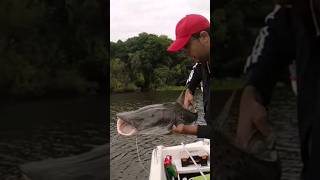 Surubies en el Arroyo del Vizcaino en el departamento de Río Negro muestra la diversidad de  #pesca