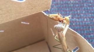 Backyard Praying Mantis Spider Feed