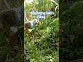 Harvesting Gabi