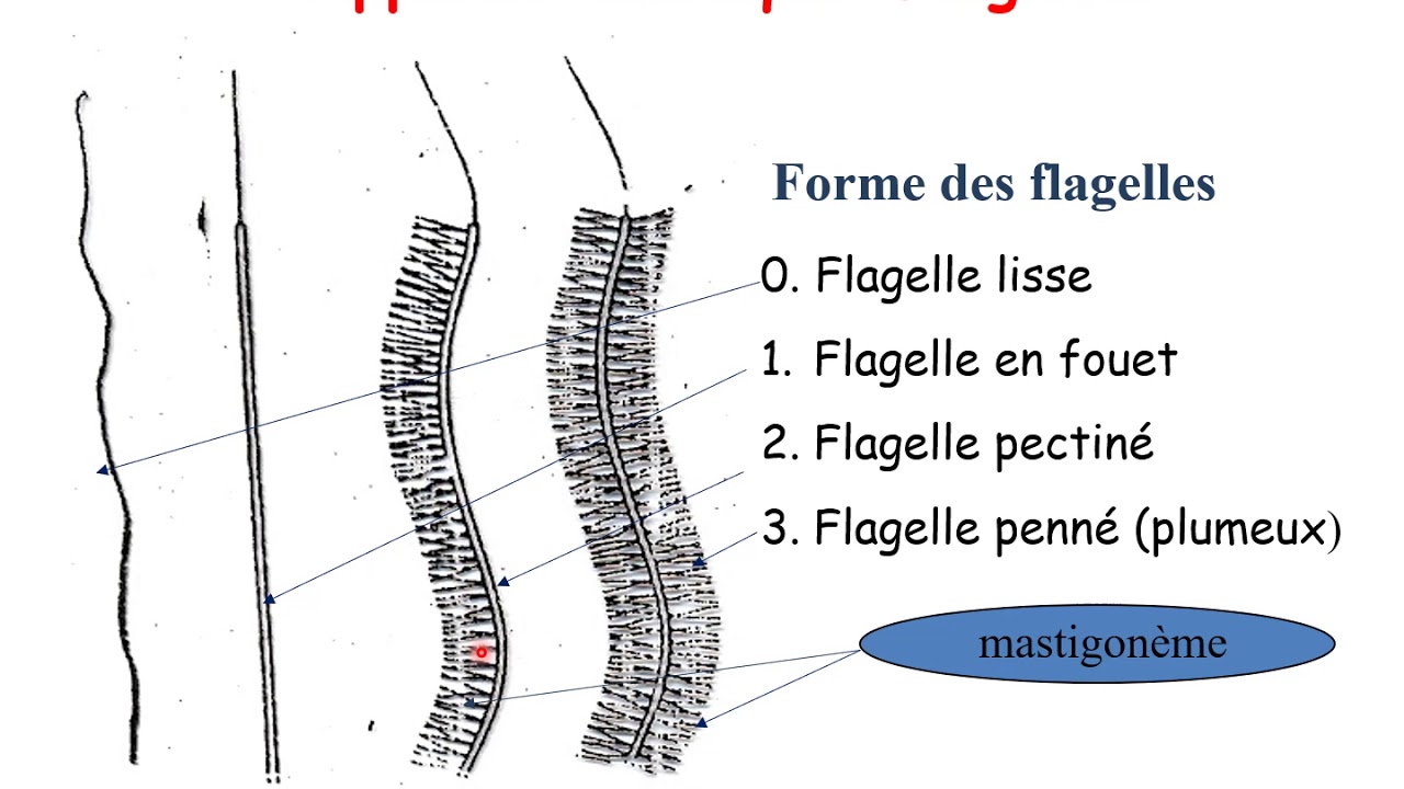 appareil cinétique des algues, stigma