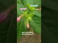 #flowers #countrybeauty #nature #new# gulabaachi#4:00 flowers#trending
