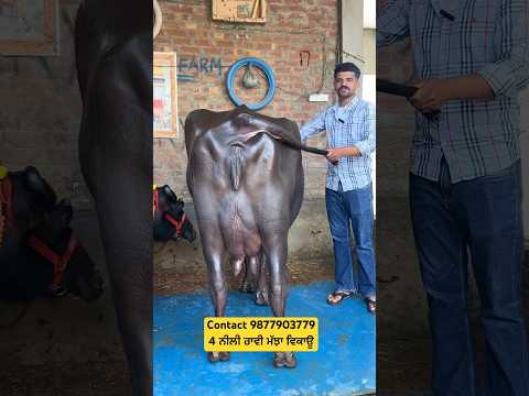 Contact 98779037794– ਨੀਲੀ ਰਾਵੀ ਮੱਝਾ ਵਿਕਾਊ #rajsandhufarming