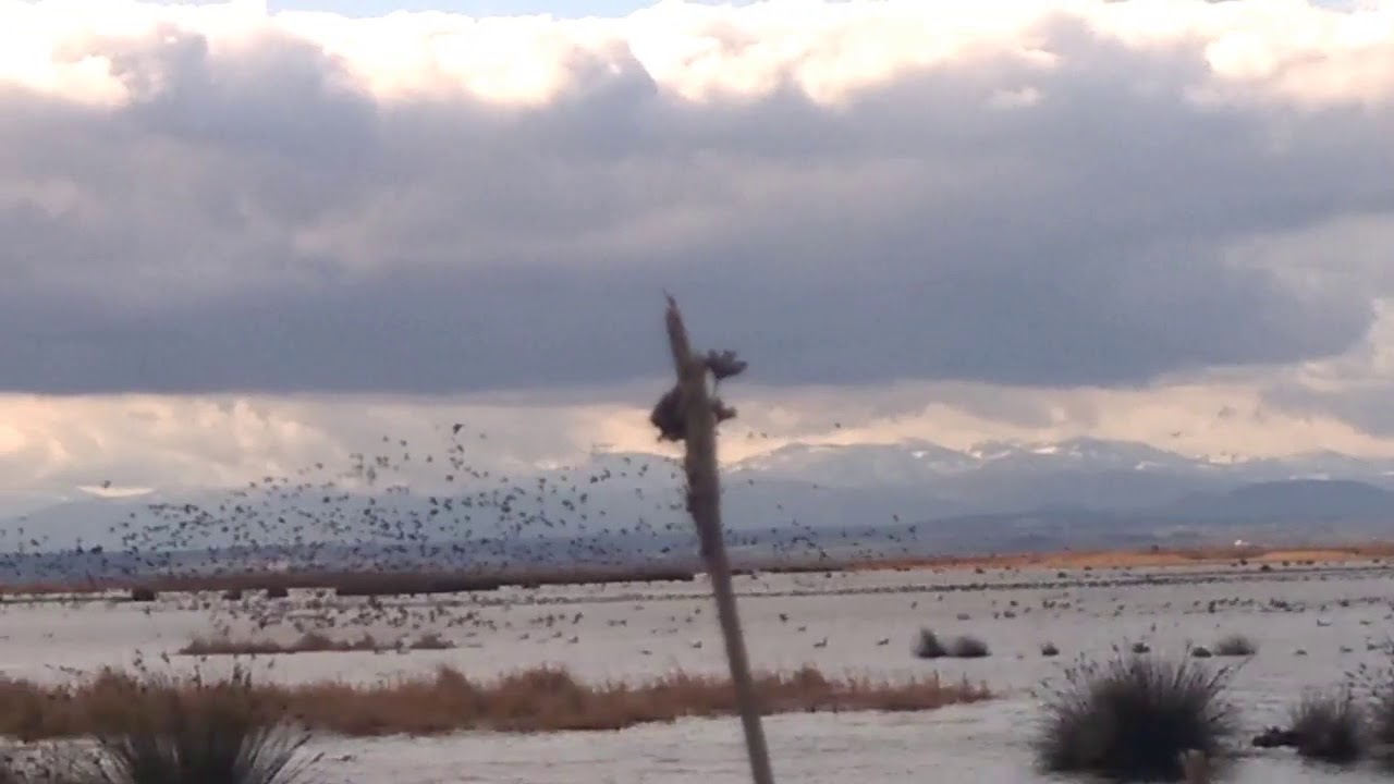 Kızılırmak Deltası Kuş Cenneti Samsun/Bafra