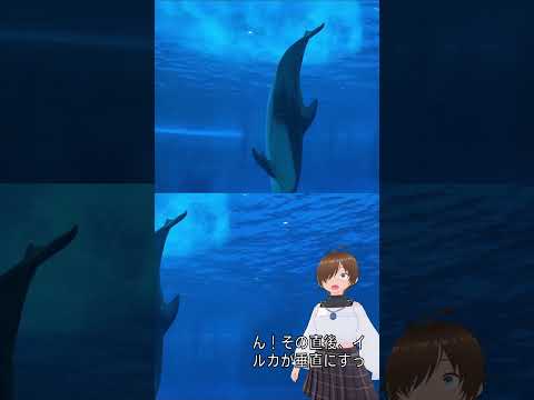 [AI実況]ジャンプの裏側！イルカショーを水中で見ると…？