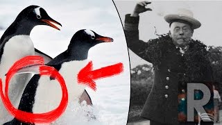 ¿Pingüinos pervertidos? | La oscura realidad sobre los Pingüinos | Reporte Express.