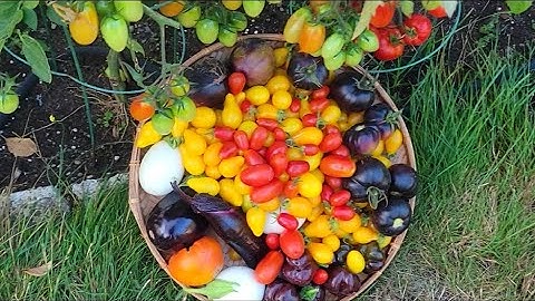 THU HOẠCH CÀ CHUA ĐEN,ỚT CHUÔNG SOCOLA MINI, CÀ TRẮNG, CÀ TÍM, CÀ CHUA LÊ,CÀ CHUA TRIỆU NGỌT