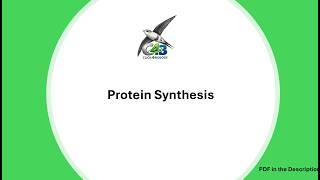 04 Protein Synthesis (3.18B)