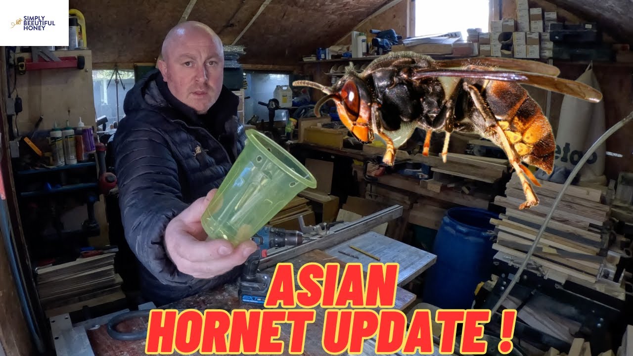 Asian hornet update