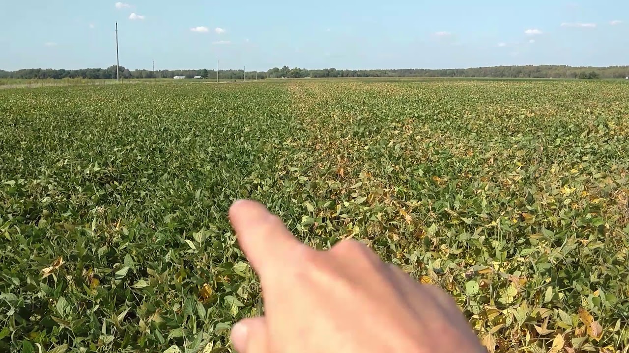 How are the soybeans planted into cereal rye? Mid Sept update on