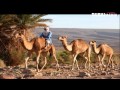 حقائق قرآنية الأبل أسرار وإعجاز 