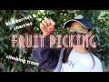 how the SOHN SISTERS pick fruit | shooting cherry pits, climbing trees