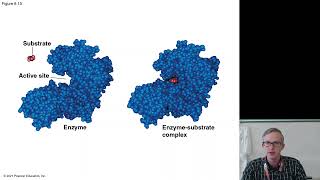 Chapter 8: Enzymes