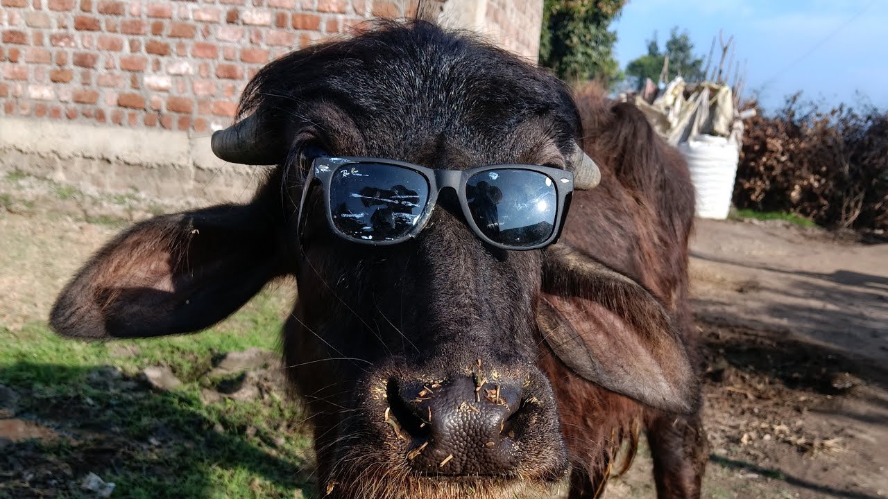 #@buffalolife-h5h #anmal #trending #live #video 