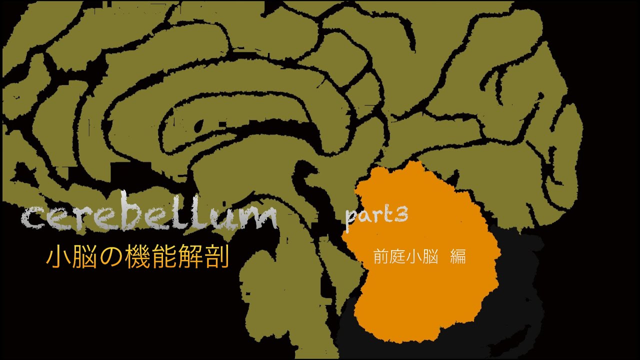 小脳の機能解剖【前庭小脳編】