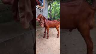 Aadujeevidham🐐Hydhrabadi goat/Rambow #goats