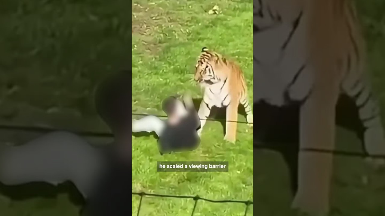 Fate of tiger revealed after man mauled to death at zoo