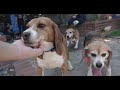 Why beagles