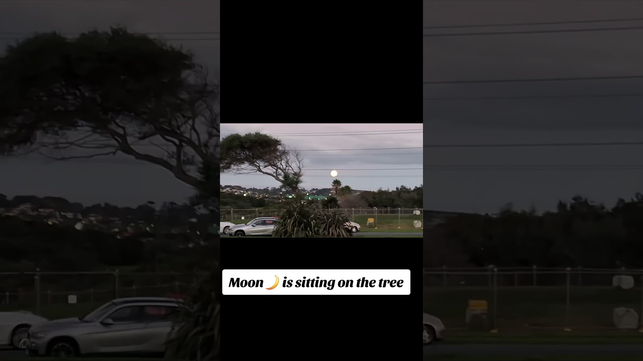 Moon 🌙 is sitting on a 🌳  🌲 🎄 🌴 🌳