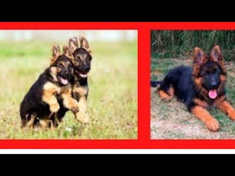 Βίντεο: 3 οφέλη από τα μασητικά σκυλιά
